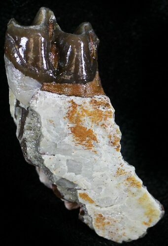 Oligocene Horse (Mesohippus) Jaw Section #25082